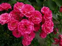 Троянда темно-рожева витка
