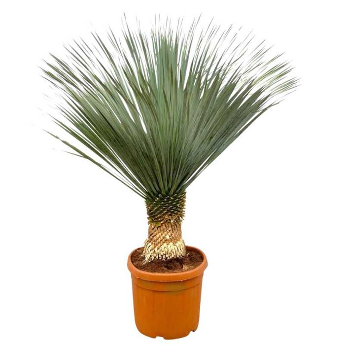 Juka rostrata / Yucca rostrata / ~155cm mrozoodporna!