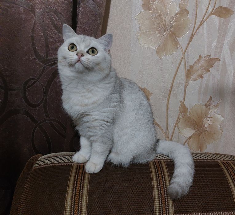 Серебриста шиншилла страйт