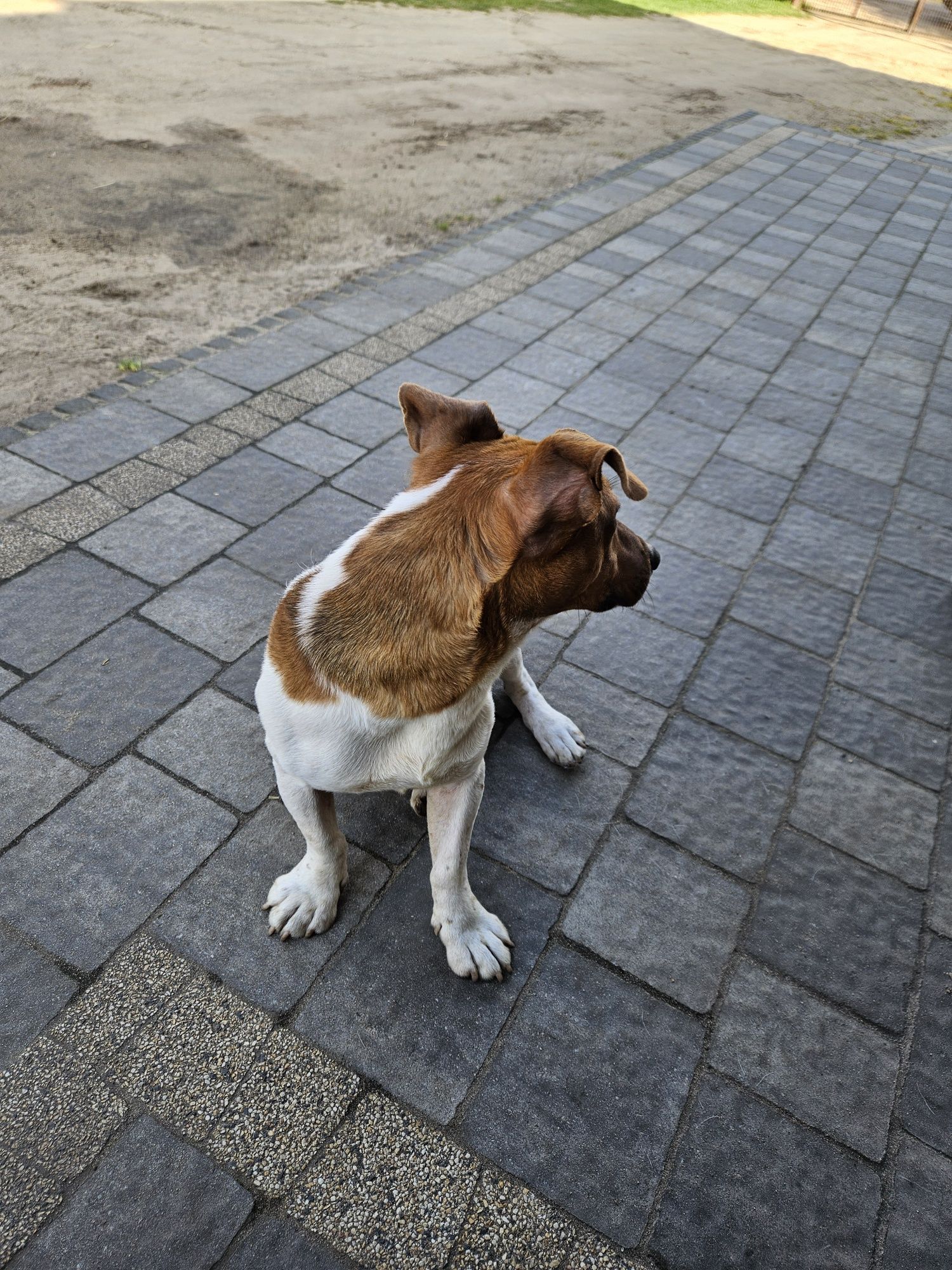 Jack Russell Terrier pies reproduktor