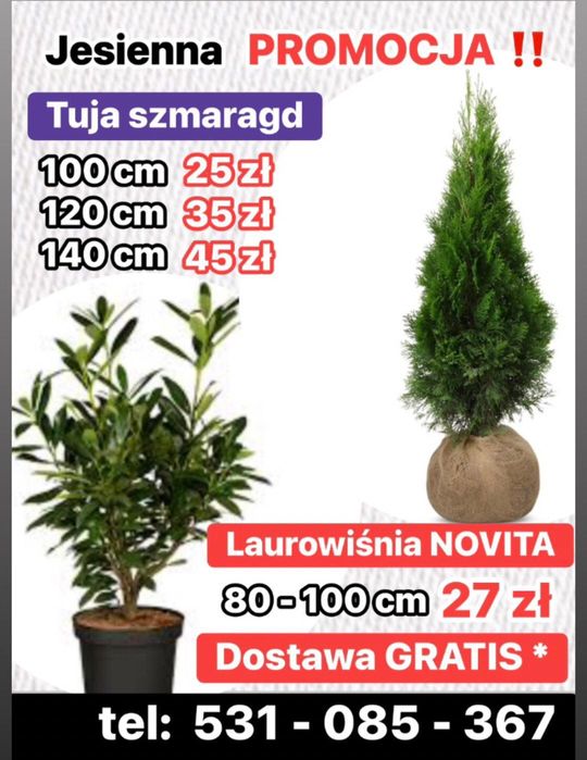 OSTATNIE SZTUKI ‼️Piękna‼️ Laurowiśnia NOVITA 80-100 cm ‼️Wielopędowa