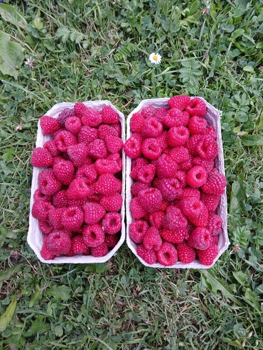 Maliny 16 zł/kg_