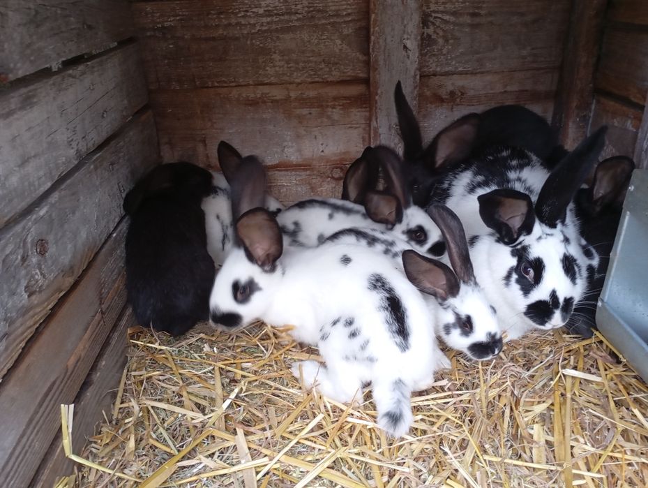 Sprzedam młode króliki