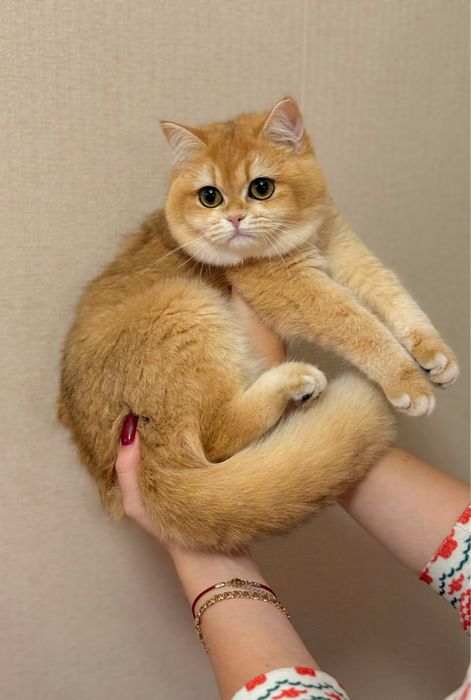 Девочка золотая шиншилла