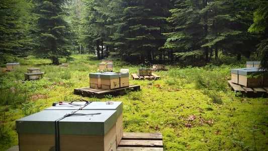 Пчеломатки бакфаст из Германии с островных облетников на 2024 год
