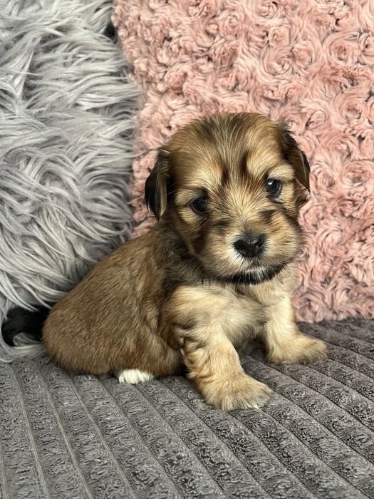 Hawanczyk piękny piesek!