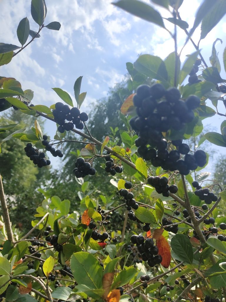 Aronia ekologiczna