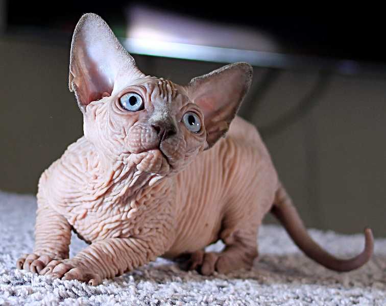 Шкурастый мальчик. Топ эксклюзив, высшего качества.