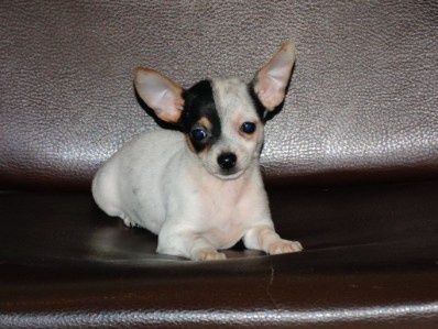 Chihuahua piesek
