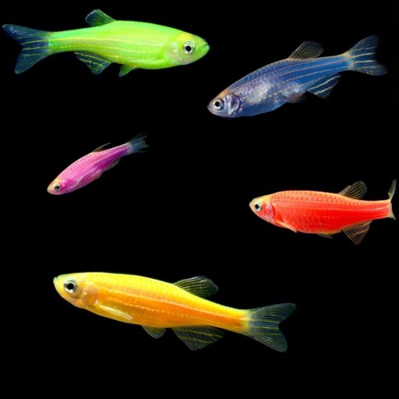 Даніо гло (6 кольорів ) рибка акваріумна