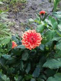 kwiaty Dalie Okazja