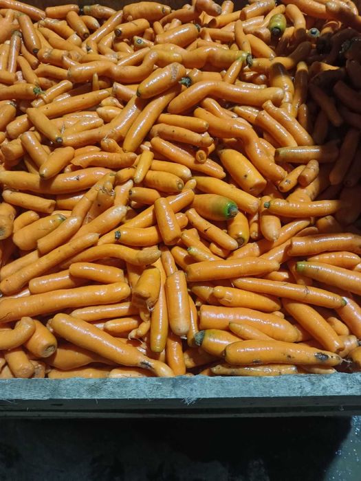 Sprzedam odpd marchwi