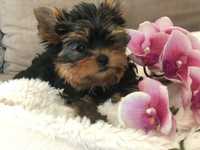 Yorkshire terrier YORK platynowo złote chip metryka paszport