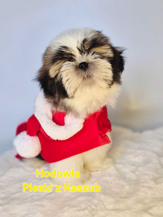 Shih-tzu Lucky Gotowy do Odbioru