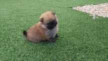 Lulu da Pomerânia com LOP (Pedigree) e Afixo