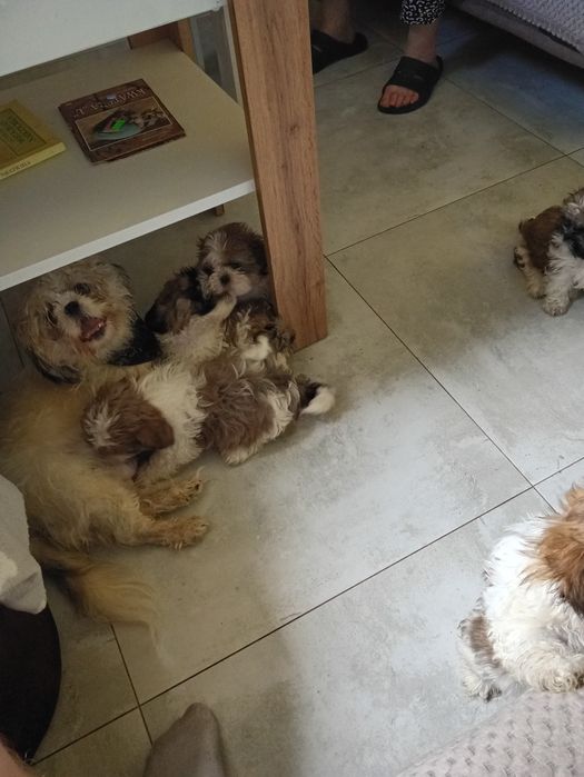 Shiz tzu Z rodowodem