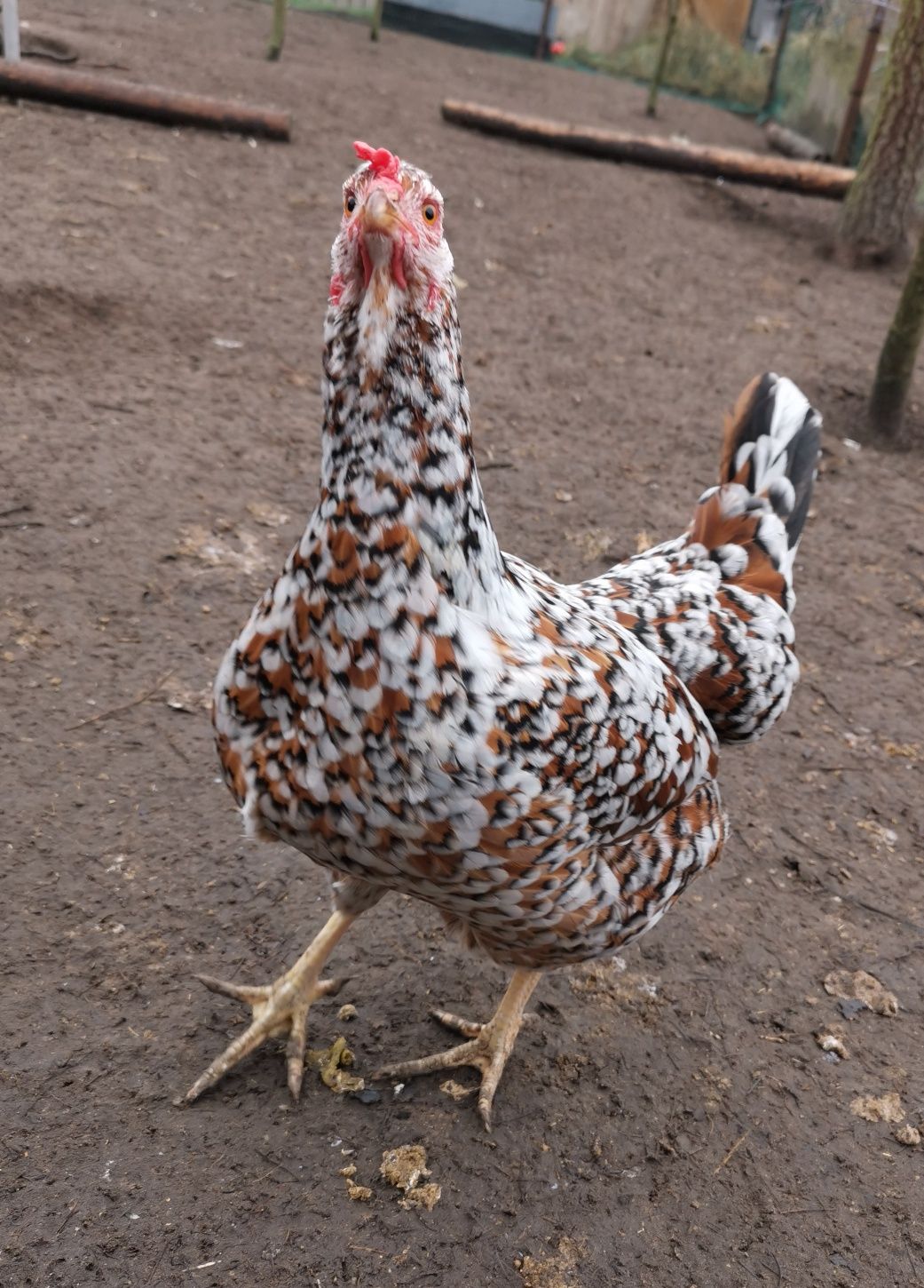 Jaja lęgowe mixy...Marans, Wyandotta, Włoszka, Araukana, Ayam Cemani