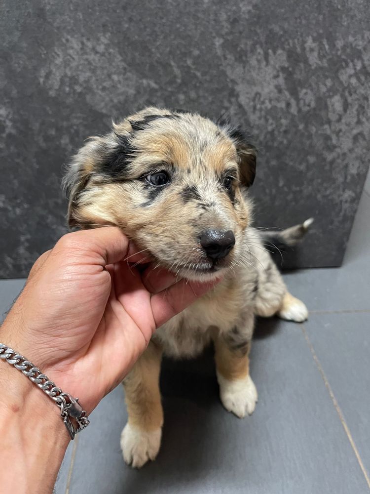 Border Collie Femea olhos zuis