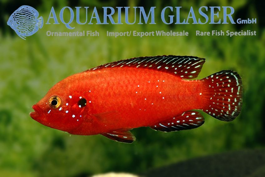 Peixe Rubricatochromis exsul (raro)