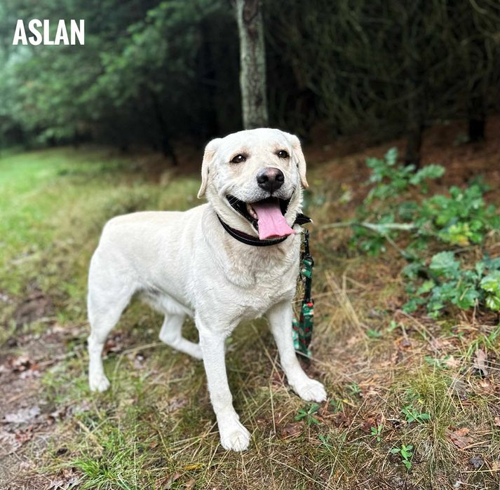 Labrador 2 letni, aktywny, nie do dzieci adopcja