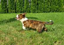 Welsh Corgi Cardigan - piesek pręgowany tricolor FCI