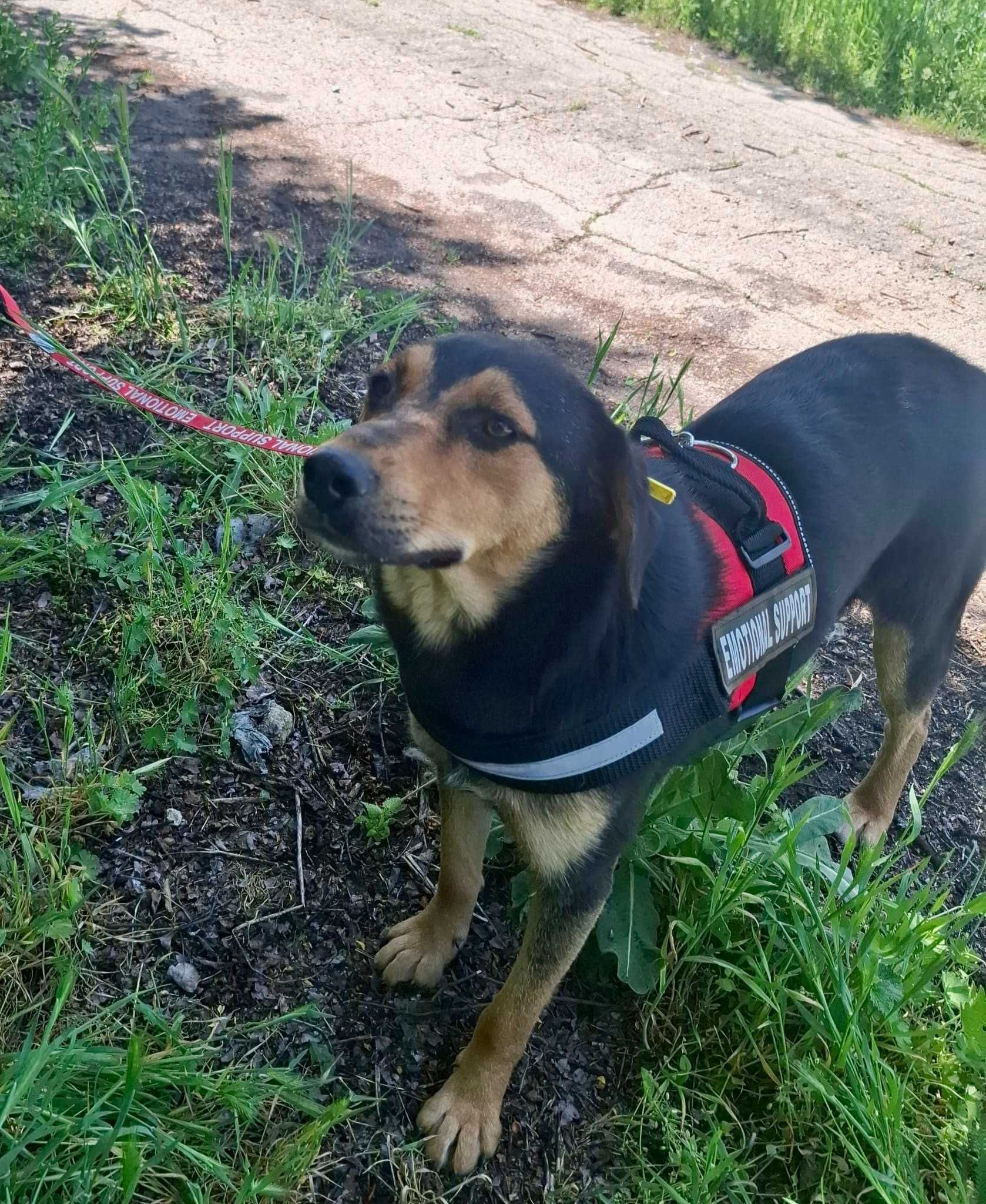 RAJA 11 mies, subtelna,  nieśmiała sunia do adopcji