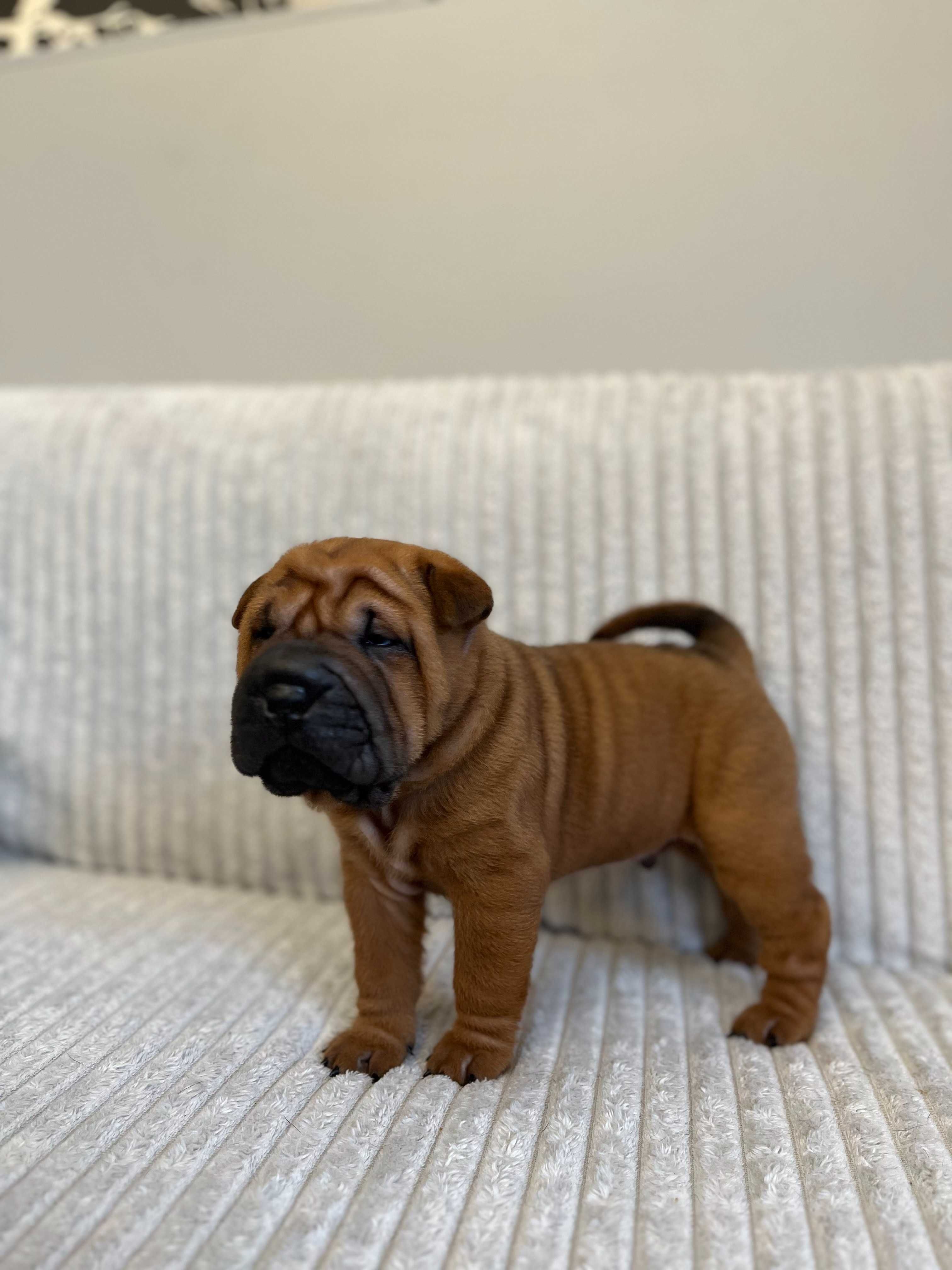 Śliczny piesek SHAR PEI ! Hodowla Fałdowce FCI