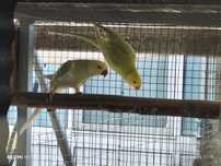 4 ringnecks para cedência três fêmeas e 1 macho.