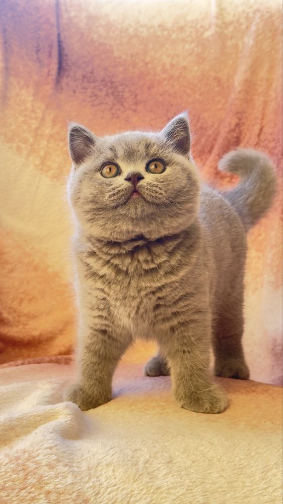 Kocieta brytyjskie