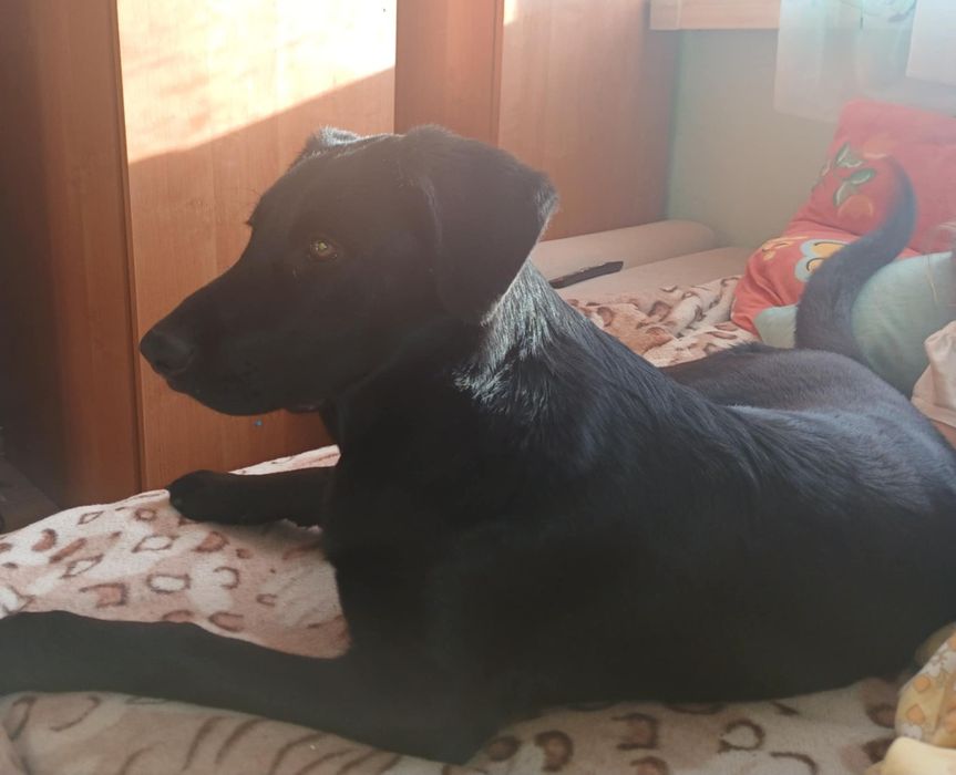 Oddam roczną sukę w dobre ręce rasy labrador