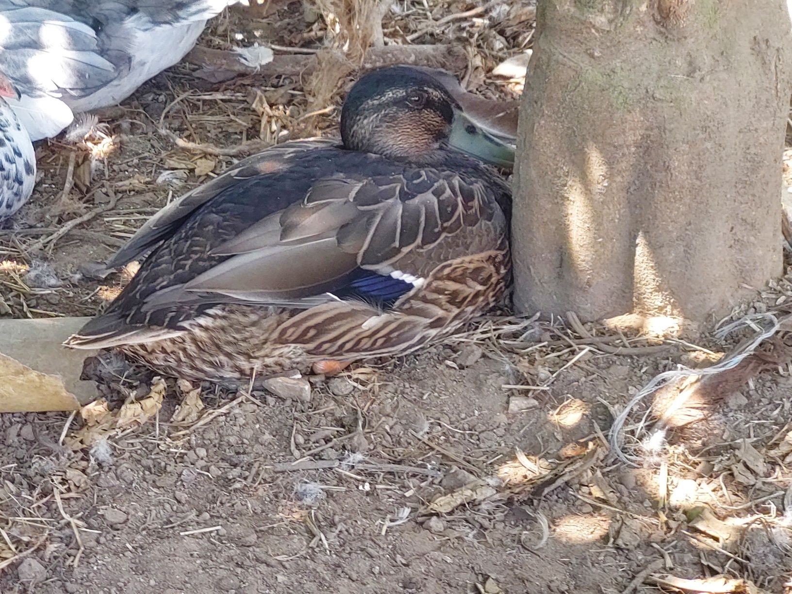 Pato Ruen 2 machos com 6 meses