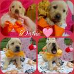 Cudna dziewczynka Dafne labrador retriever
