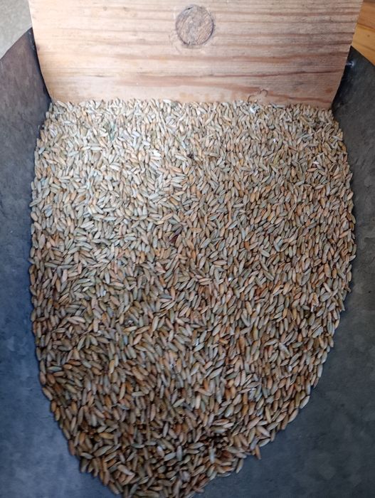 Żyto hybrydowe podczyszczane