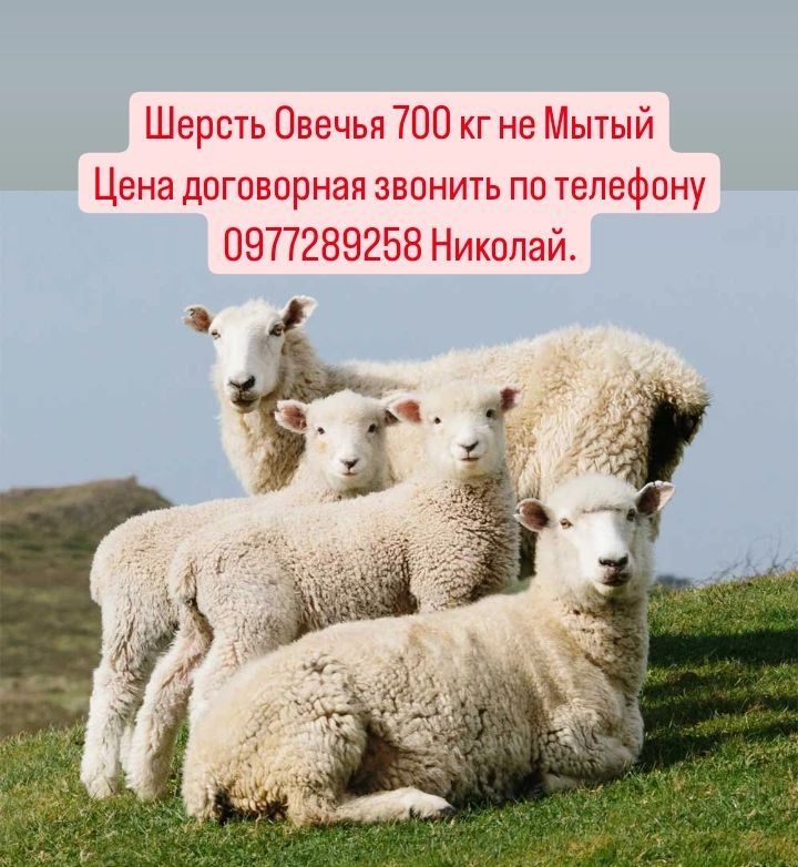 Овечья шерсть 700 кг