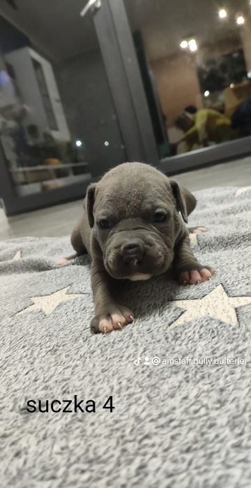 Amstaff Blue chłopiec