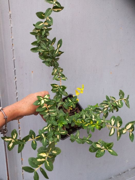 Бруслини (бересклеть) + один самшит