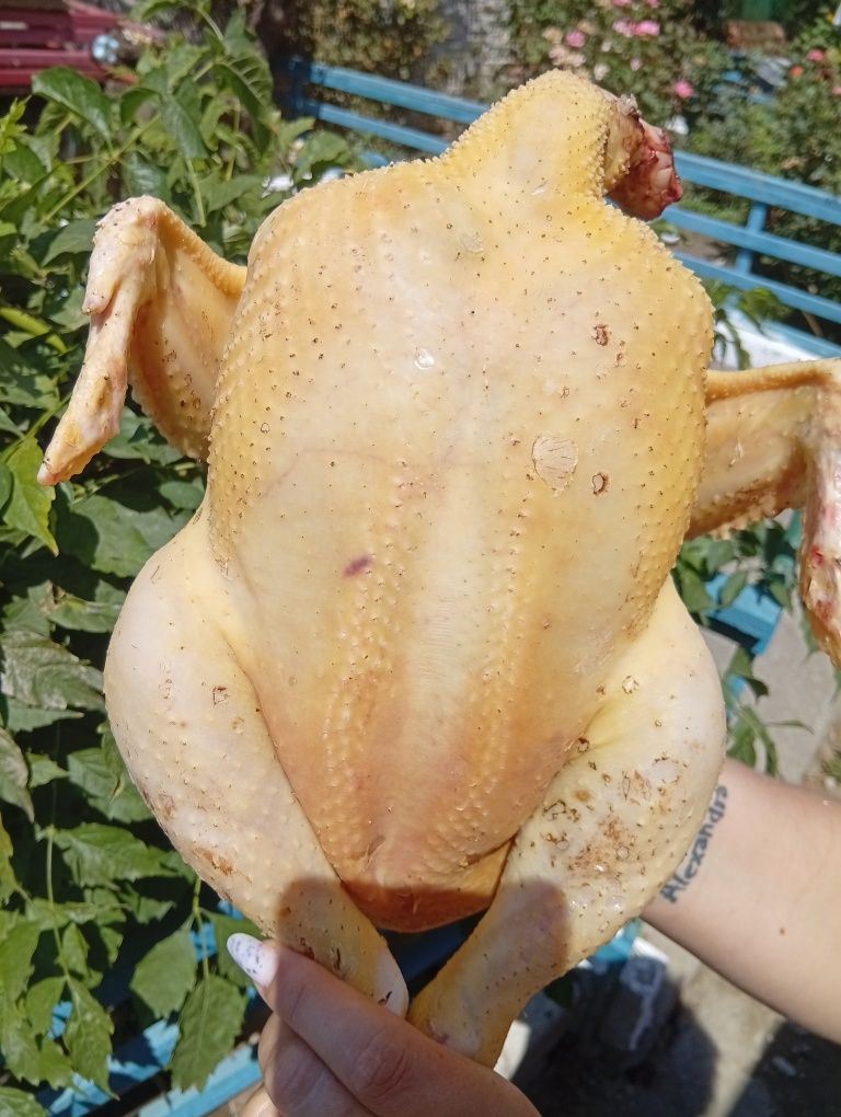 Продажа бройлеров