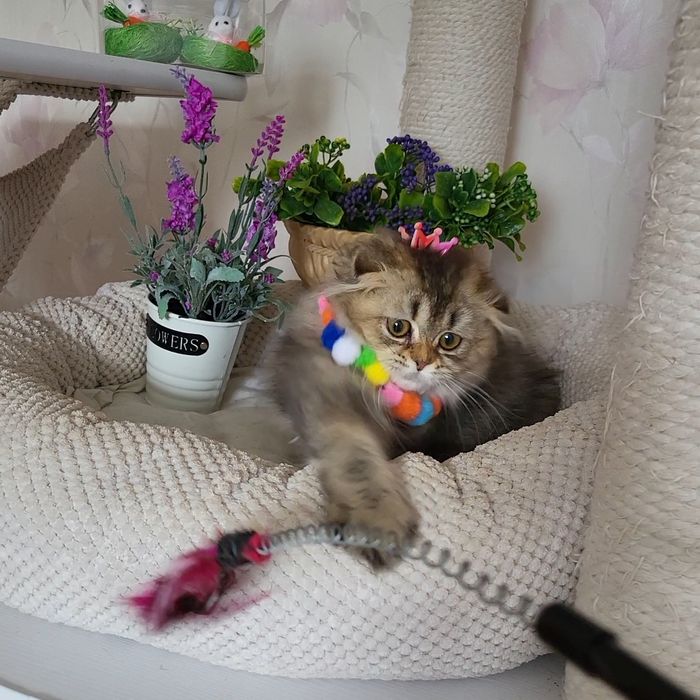 Залота шиншила ,красунька!