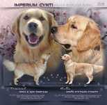 Szczeniak-i Golden Retriever