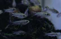 Corydora pygmeus juvenis( 20 unidades disponíveis )