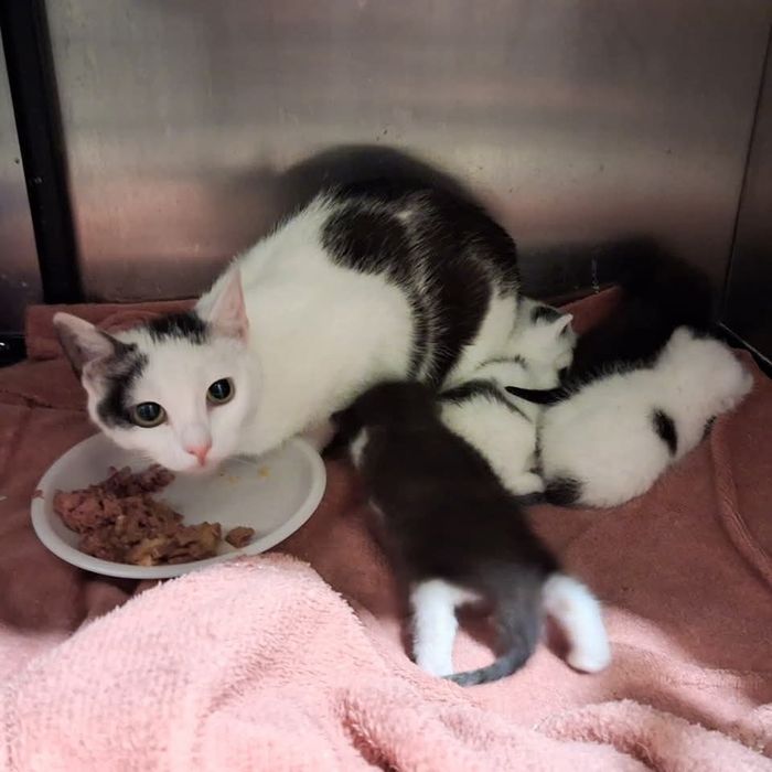 Kociaki do adopcji. Ostoja Mruczków
