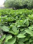 Datura żółta dwuletnia