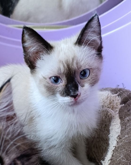 Кошеня. Кіт. Киця