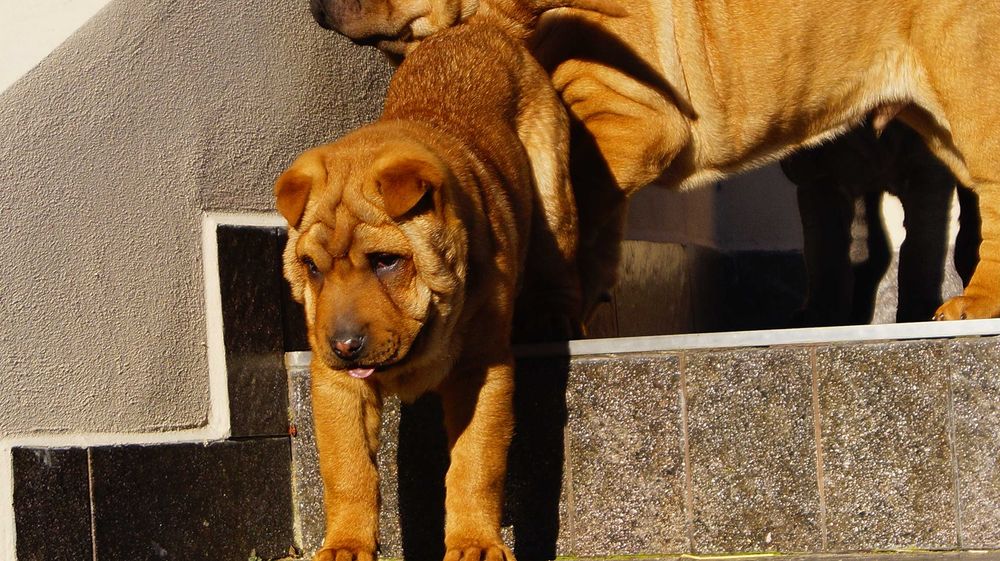 Eva ruda sunia Shar Pei z rodowodem rodzice FCI - importowani