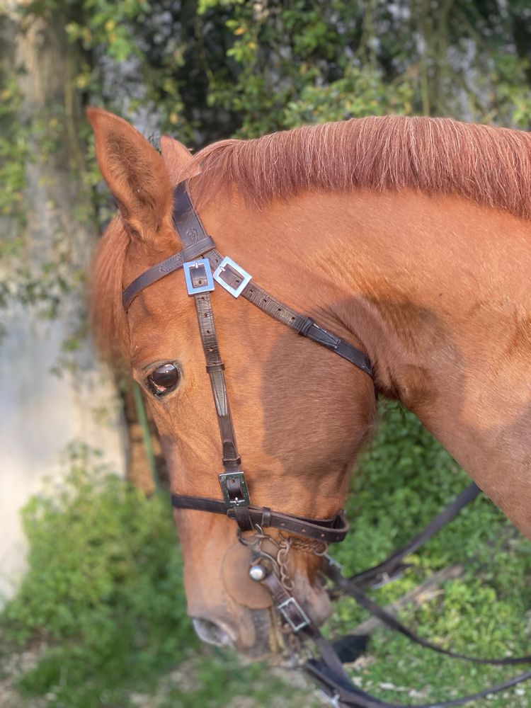 Cavalo alazao 15anos