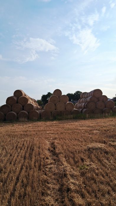 Sprzedam słomę pszenną około 200 bel