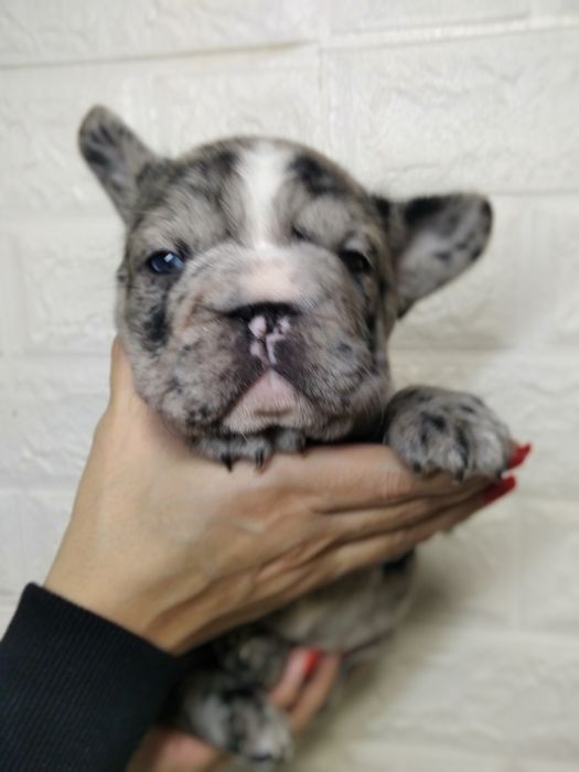 Элитная девочка Биг роп