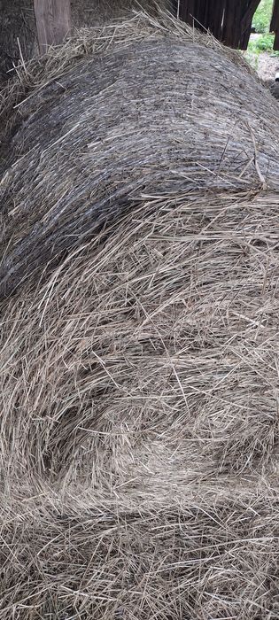 Siano sianko 1 skos. 2025 Kostka Dla królik koń bydło belka 100