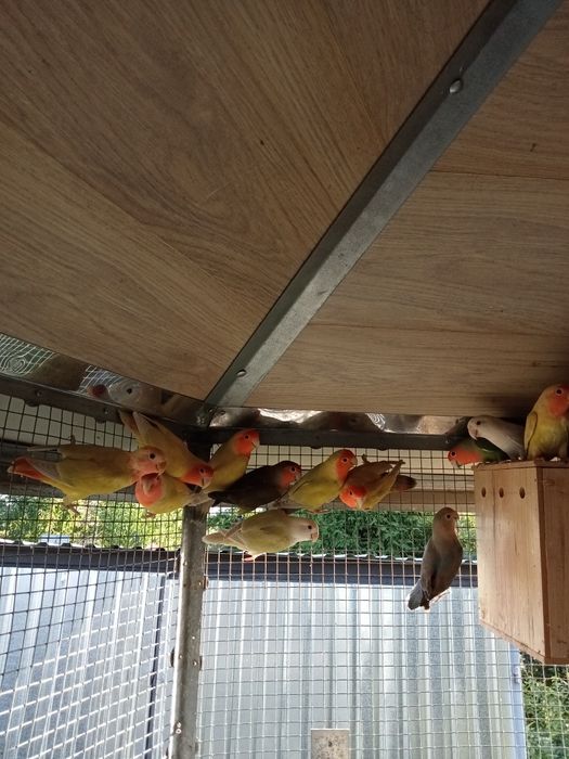 Nierozłączka czerwonoczelna