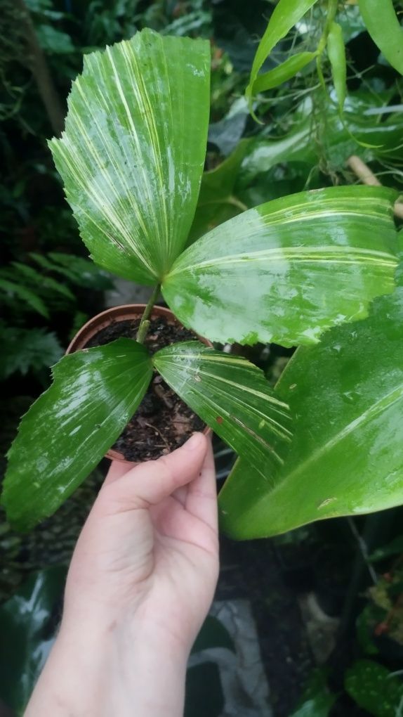 Пальма каріота caryota variegata